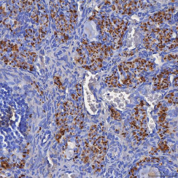 Anti-SDF2L1 Antibody