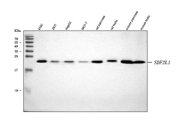 SDF2L1 Antibody