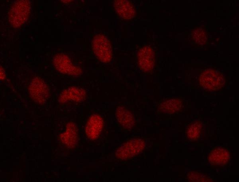 Anti-SDE2 Antibody