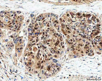 Anti-SDE2 Antibody