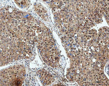 Anti-SDE2 Antibody