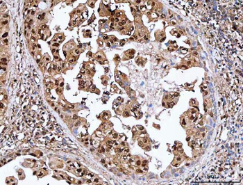 Anti-SDE2 Antibody