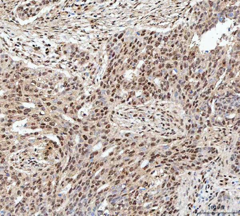 Anti-SDE2 Antibody