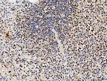 Anti-SDE2 Antibody