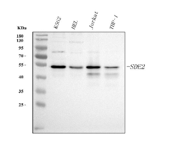 Anti-SDE2 Antibody