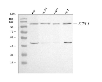 Anti-SCYL1 Antibody