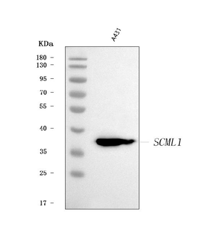 Anti-SCML1 Antibody