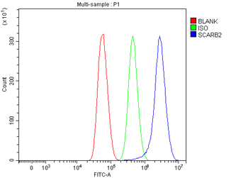 Scavenging Receptor SRB2/SCARB2 Antibody