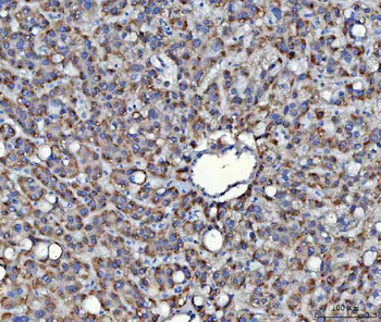 Anti-SAV1 Antibody