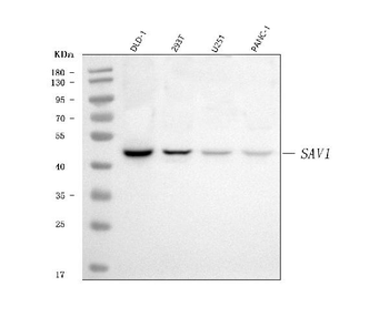 Anti-SAV1 Antibody
