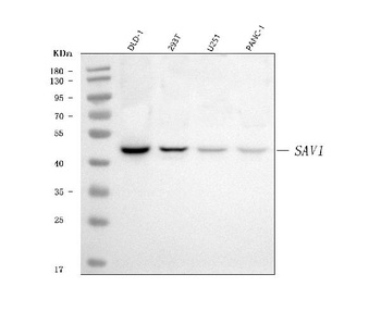 SAV1 Antibody