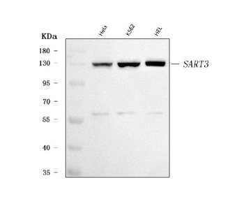 Anti-SART3 Antibody