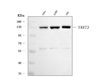 SART3 Antibody