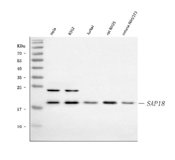 Anti-SAP18 Antibody