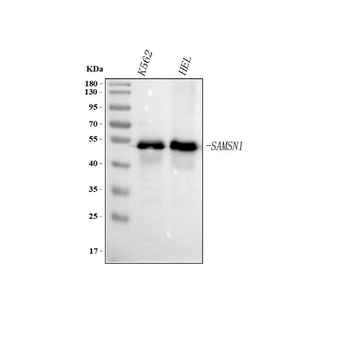 Anti-SAMSN1 Antibody
