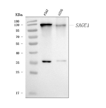 SAGE1 Antibody