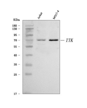 Anti-ITK Antibody