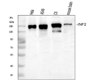 Anti-INF2 Antibody