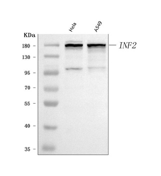 INF2 Antibody