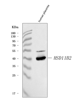 Anti-HSD11B2 Antibody