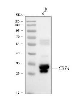 Anti-CD74 Antibody