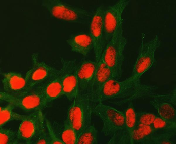 Anti-ATG4C Antibody