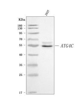 Anti-ATG4C Antibody