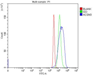 Anti-SAH/ACSM3 Antibody