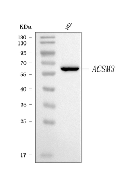 Anti-SAH/ACSM3 Antibody