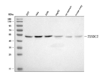 Anti-TXNDC5 Antibody