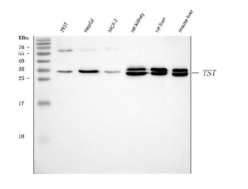 Anti-TST Antibody
