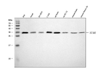 Syntaxin 6/STX6 Antibody