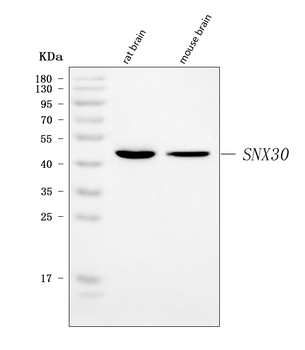 SNX30 Rabbit Polyclonal Antibody