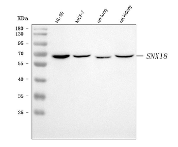 SNX18 Rabbit Polyclonal Antibody
