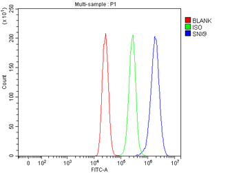 SH3PX1/SNX9 Antibody