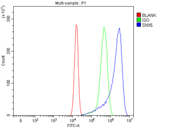SNX5 Rabbit Polyclonal Antibody