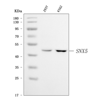 Anti-SNX5 Antibody