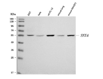 SNX4 Antibody