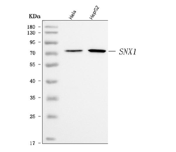 Anti-SNX1 Antibody
