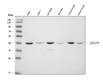 Anti-SNURPORTIN1/SNUPN Antibody