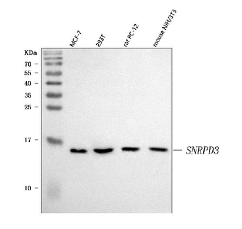 Anti-Sm-D3/SNRPD3 Antibody