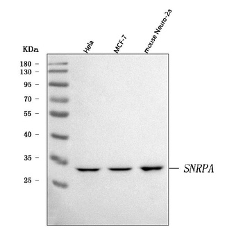 U1A/SNRPA Antibody