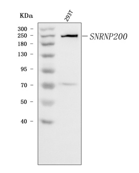 SNRNP200 Antibody