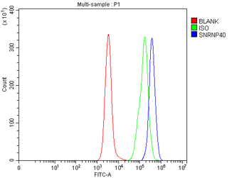 Anti-SNRNP40 Antibody
