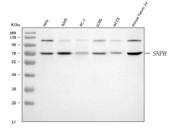 Anti-SNPH Antibody
