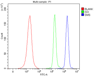 Anti-Spermine synthase/SMS Antibody