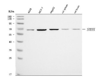 Anti-SMOX Antibody