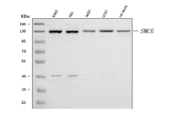 SMC6 Antibody