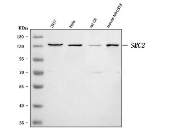Anti-SMC2 Antibody