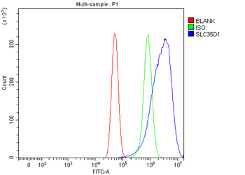 SLC35D1 Antibody
